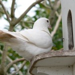 white dove