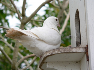 white dove